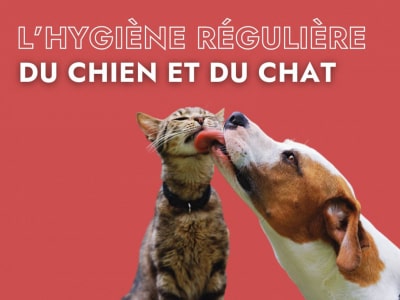 hygiene-reguliere-chat-chien